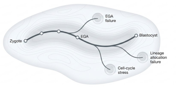 Transcriptional arrest status scoring schematic