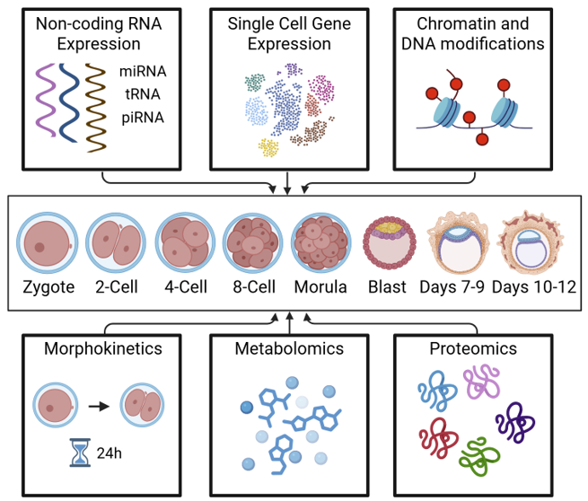 Digital Embryo multi-omic atlas schematic