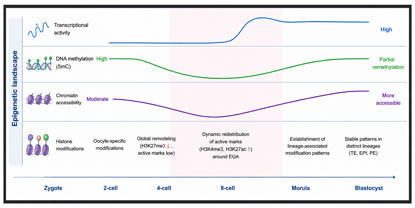 Wet-lab embryo multi-omic sequencing workflow schematic